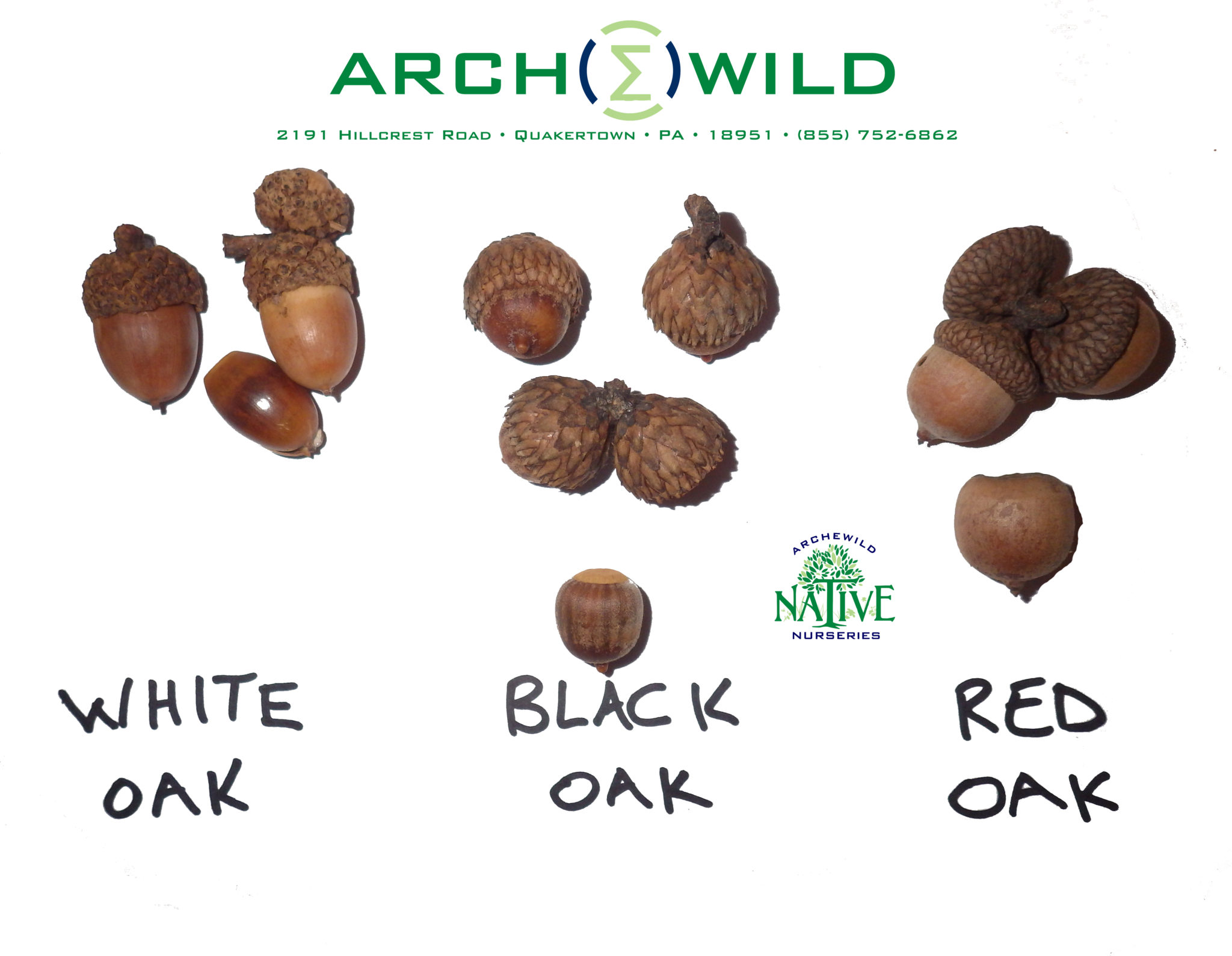 Trees With Acorns Identification - All information about healthy
