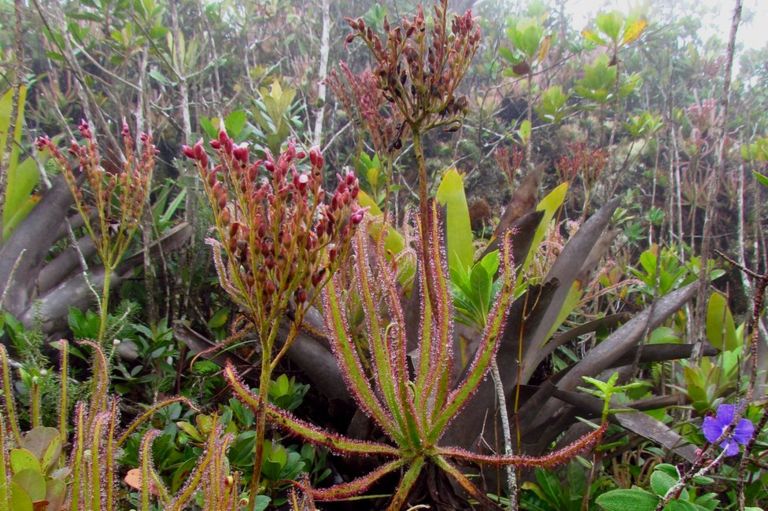 The 1700 Native Plants of Bucks County PA ArcheWild Architects of