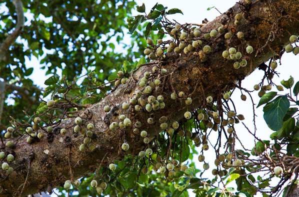 Fig Tree Fruits