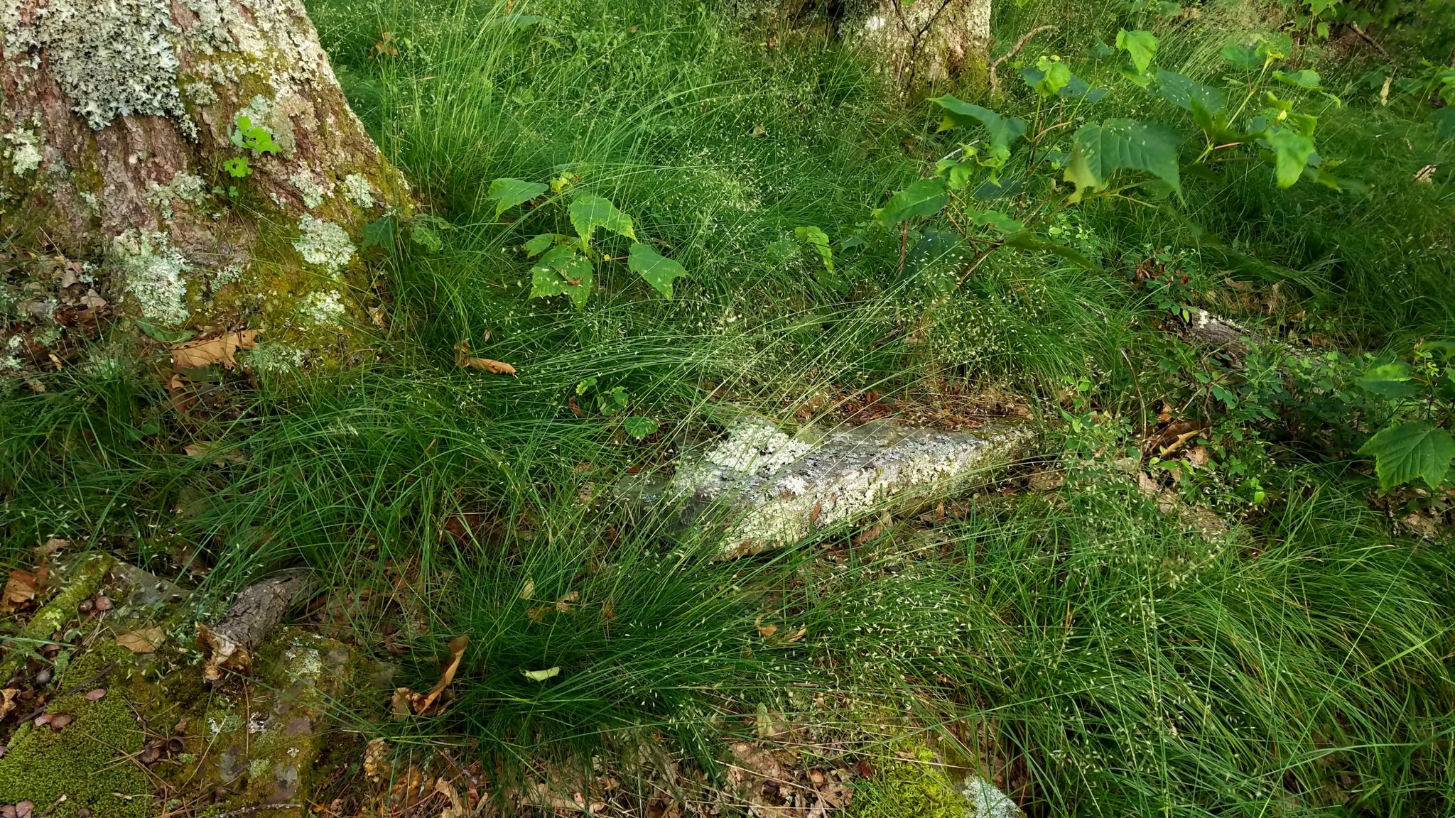 2017 ArcheWild - Deschampsia Flexuosa Var Flexuosa
