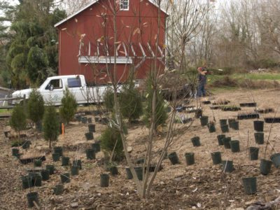 2011 Newtown PA Eveland During Planting Nov 2011 IMG 2499
