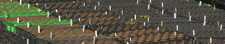 ArcheWild Native Nursery Seed Flat Production