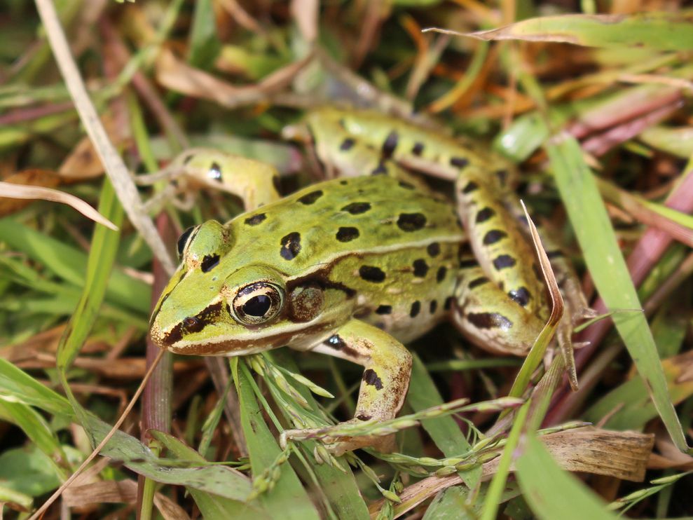 Leopard Frog New York 01 85162 990x742