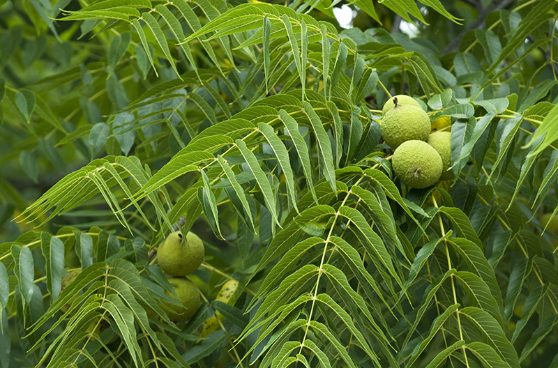 Fungus behind deadly disease in walnut trees mutates easily ...