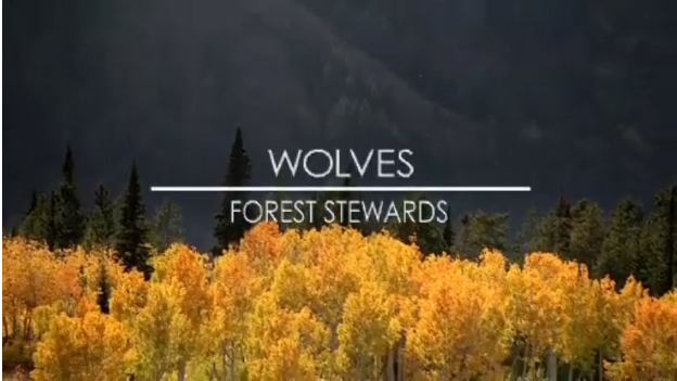 Wolves Forest Stewards
