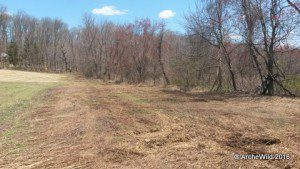 Butterfly Research Meadow 2015 - Edge clearing