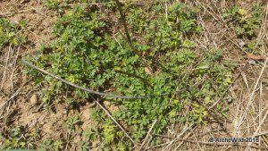 Butterfly Research Meadow 2015 - dealing with mugwort