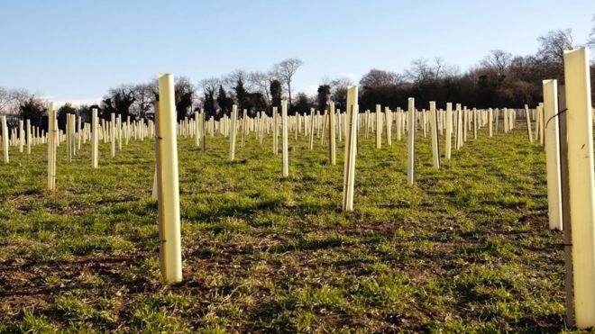 Tree Planting