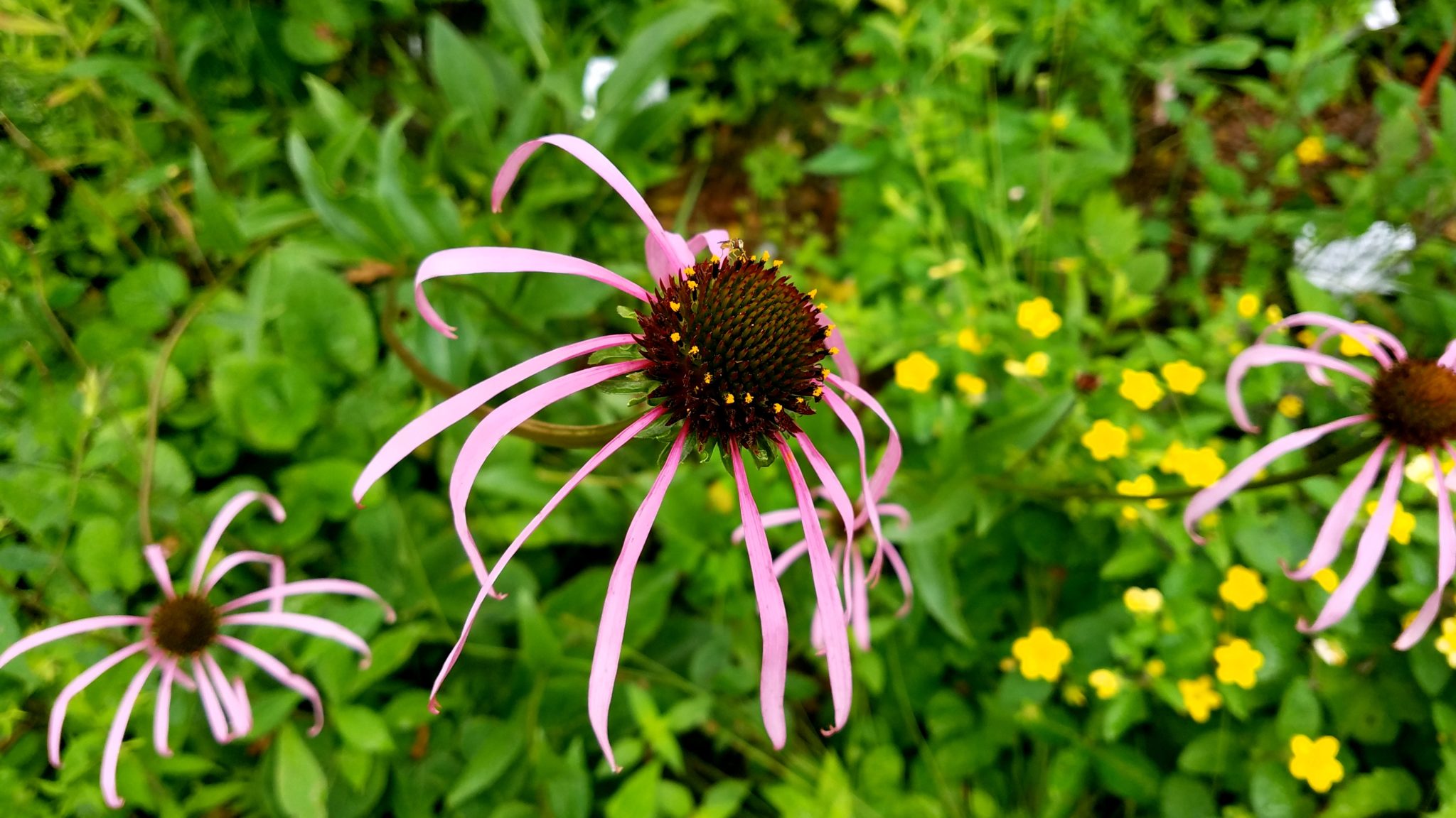 Species Spotlight Echinacea laevigata ArcheWild Architects of