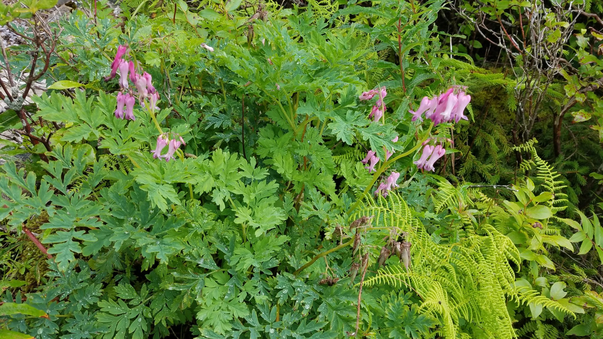 Species Spotlight Dicentra eximia ArcheWild Architects of Wild Spaces