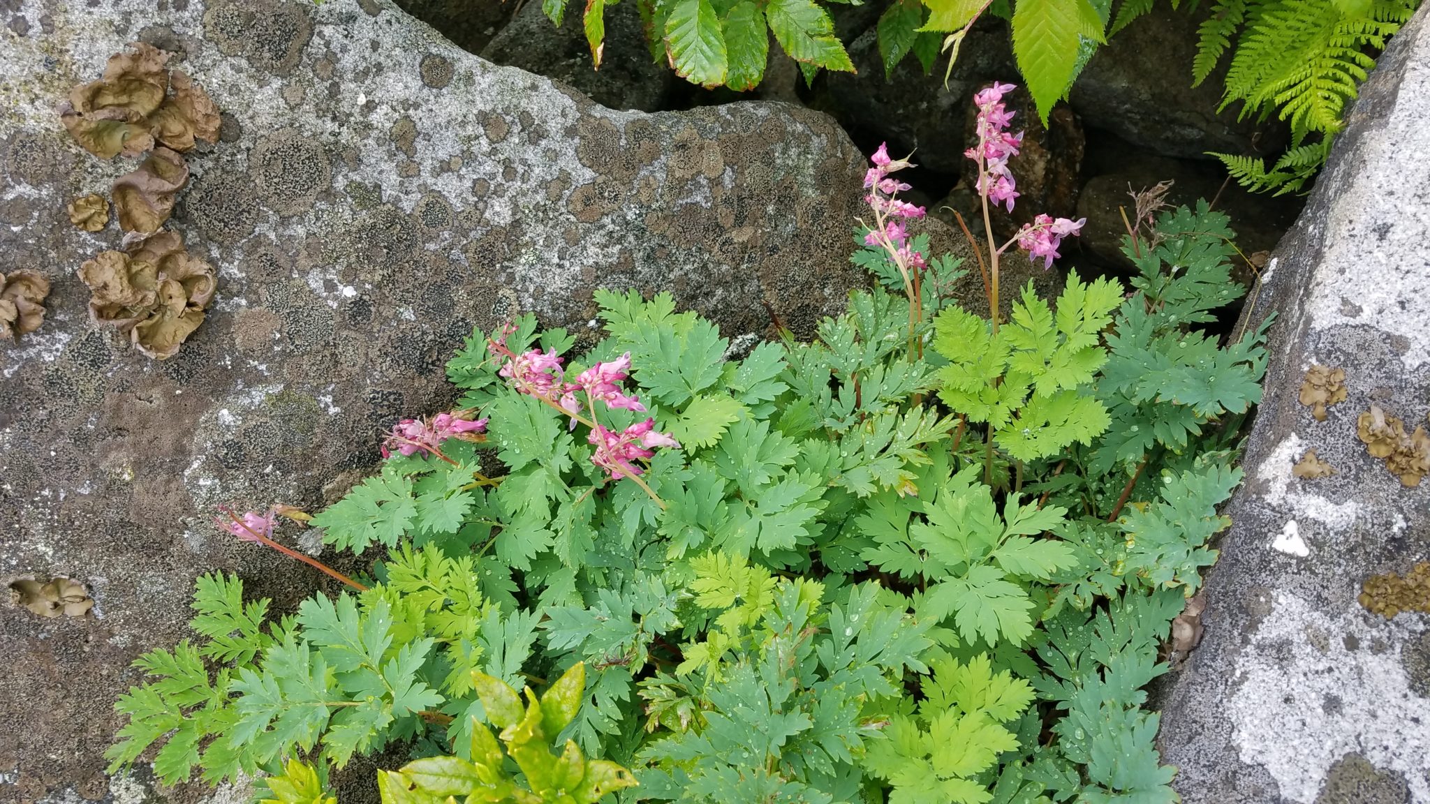 Species Spotlight Dicentra eximia ArcheWild Architects of Wild Spaces