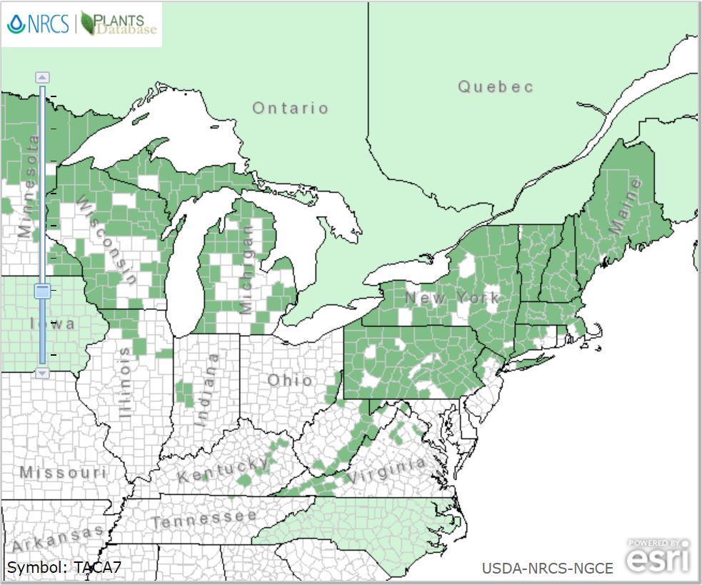 Species Spotlight - Taxus canadensis (Canadian yew) - ArcheWild ...