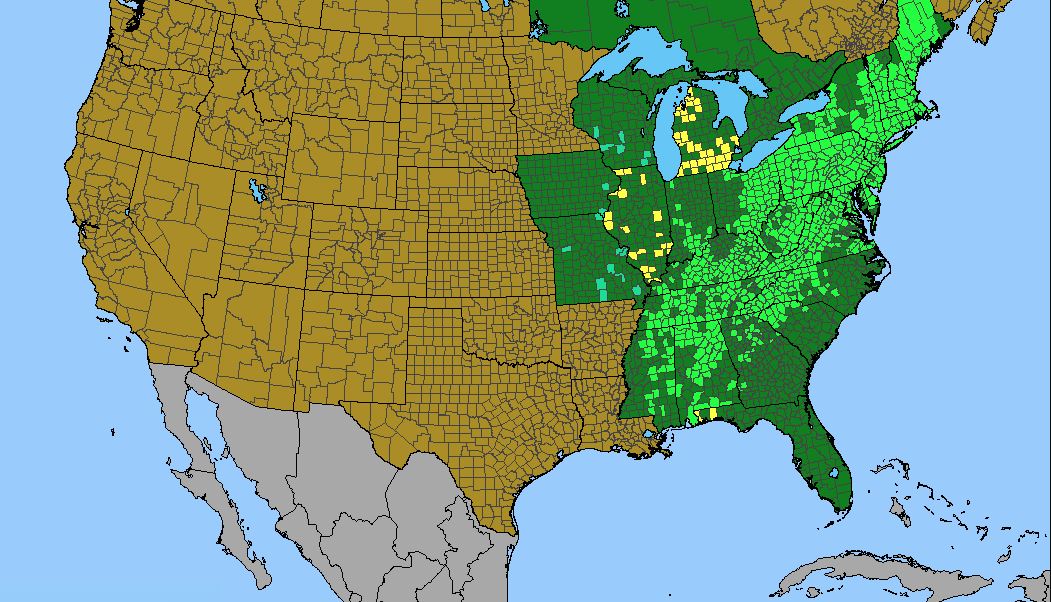 American Chestnut Does Your Site Have What It Takes? ArcheWild Architects of Wild Spaces