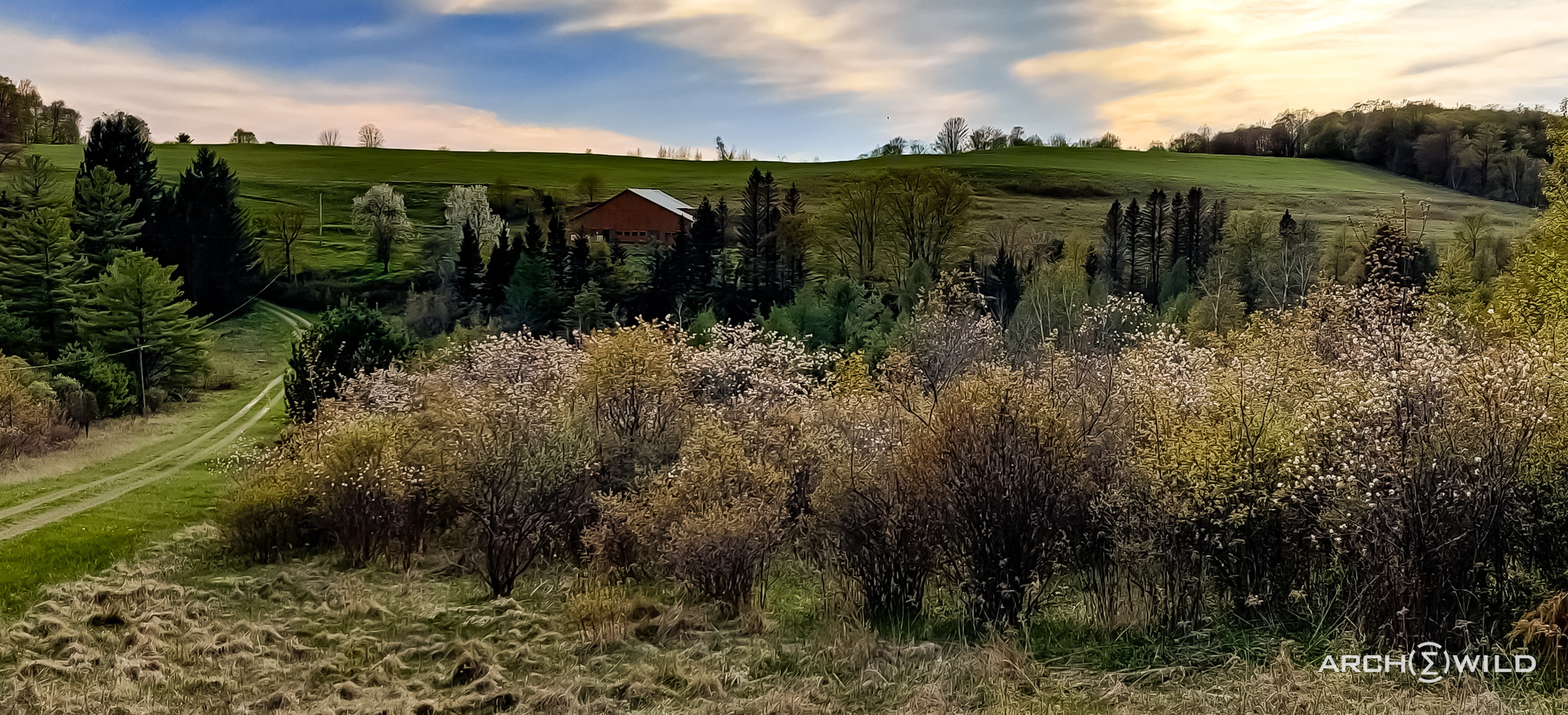 Get Your ArcheWild American Chestnut ArcheWild Architects of